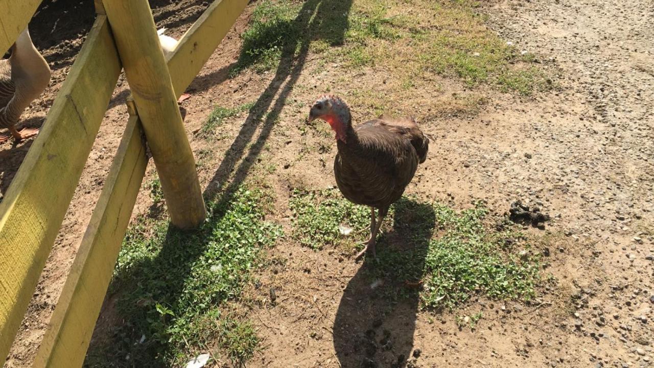 Pe Na Terra Em Casa de hóspedes