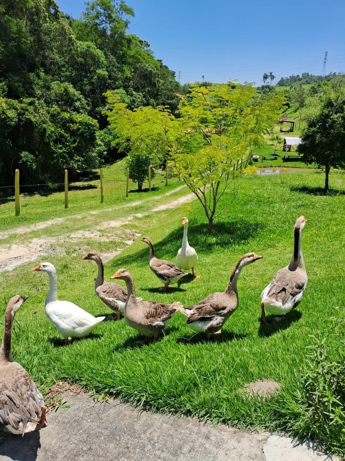 Pe Na Terra Em * Guararema